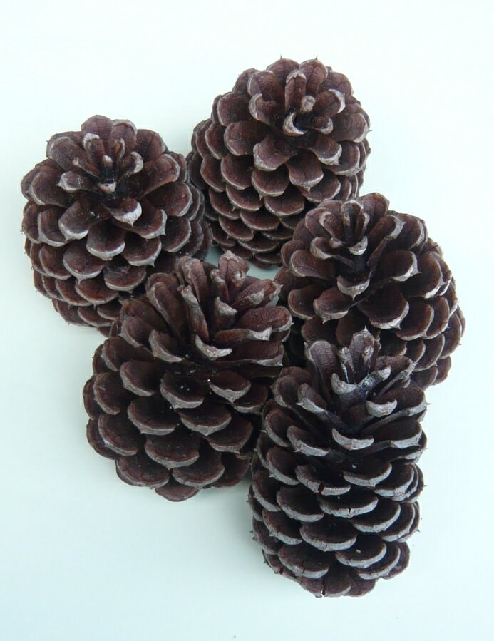 国産奈良県産 松ぼっくり(5個入)