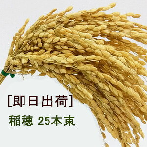 即日出荷 ドライ稲穂束 全長約40cm 【しめ縄資材】(25本組)全長約40cm 1375-N・9675-N