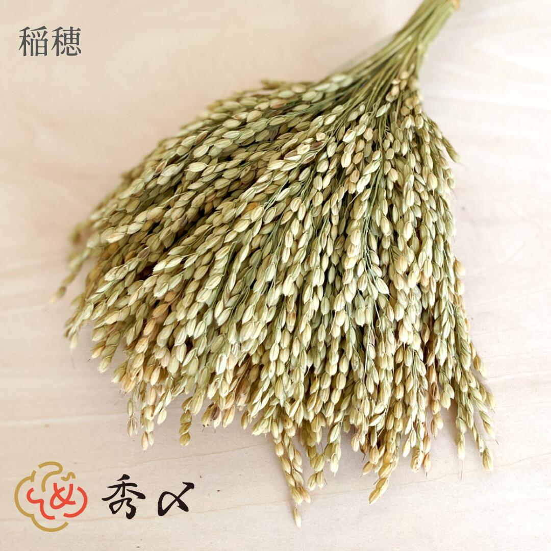 【楽天1位】秀〆 正月飾り 材料 稲穂 イナホ 26cm 25本入り 25本 50本 500本パーツ 素材 ハンドメイド アレンジ 手作り しめ飾り しめ縄 お正月飾り