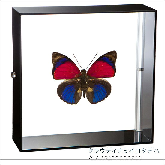 昆虫標本 蝶の標本 クラウディナミイロタテハ アクリルフレーム 15cm角 黒
