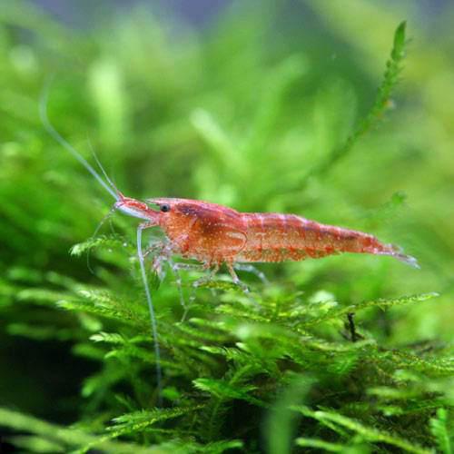 （エビ）レッドヌマエビ（3匹）