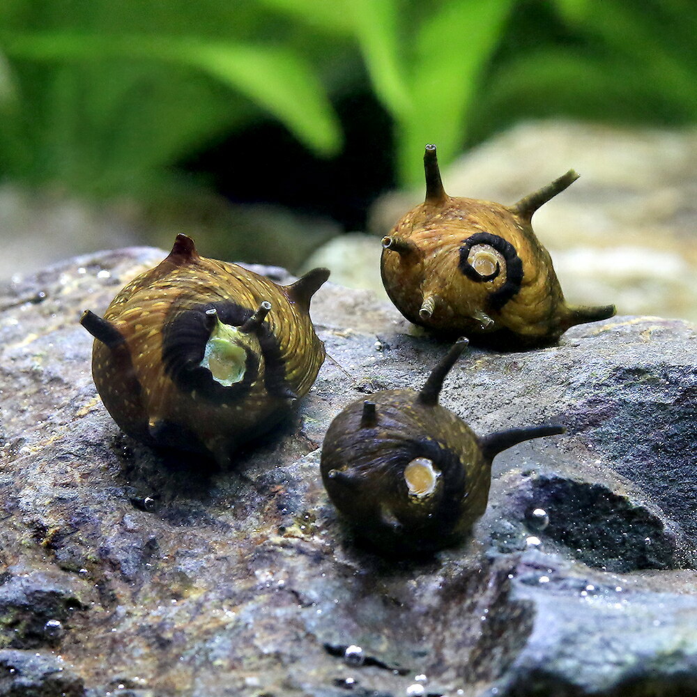 （エビ・貝）サザエ石巻貝（6匹）　北海道・九州航空便要保温