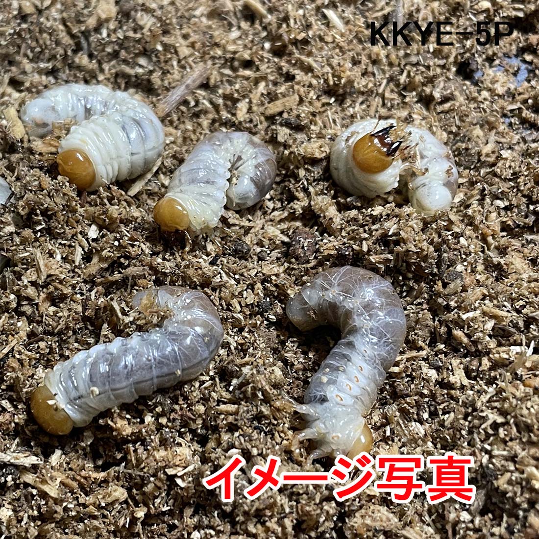 国産 本土コクワガタ 3令幼虫 生体4頭セット 200mlカップ入り (Rush-1 SFレギュラーマット 各カップ約240ml入り)