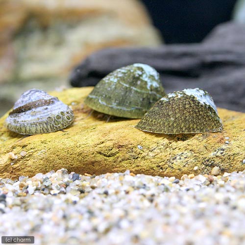 （エビ・貝）（B品）フネアマ貝（10匹）　北海道・九州航空便要保温