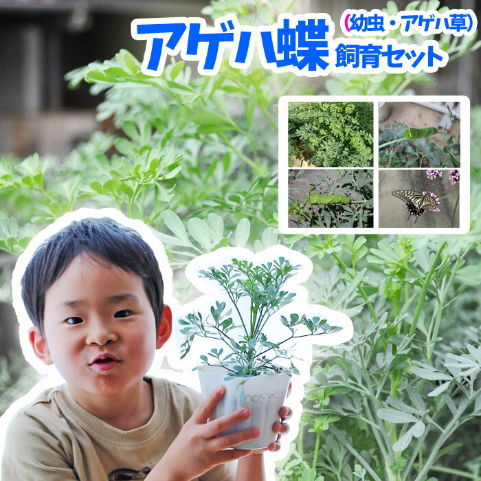 【予約商品】【初心者むけ】アゲハチョウ飼育（幼虫・アゲハ草）セット【納期指定不可】【お届けは5月下旬ごろから】【他商品と同梱不可】【北海道・沖縄・東北発送不可】