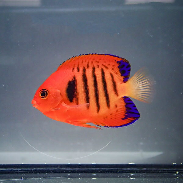 【マーシャル産】フレームエンゼル 5-7cm±!海水魚 生体 ヤッコ15時までのご注文で当日発送(t111