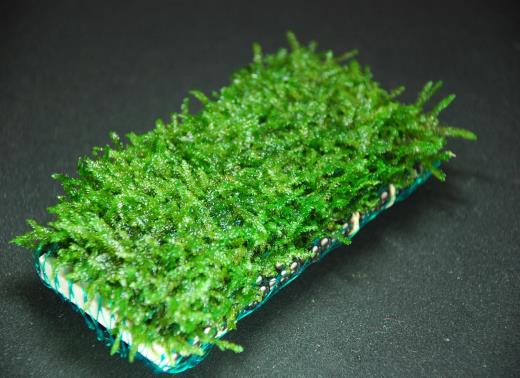 (水草) 国産無農薬 ウィローモス マット (横10cm×縦5cm) 【置くだけ 小型水槽 底床 アクアリウム メダカ 熱帯魚 セット 冬 栄養 簡単レイアウト】 初心者OK 初心者向け マット状 水中育成 水中葉 幅広い水質 CO2添加 低光量でOK 活着 巻き付け 流木 石 前景 前景草 後景