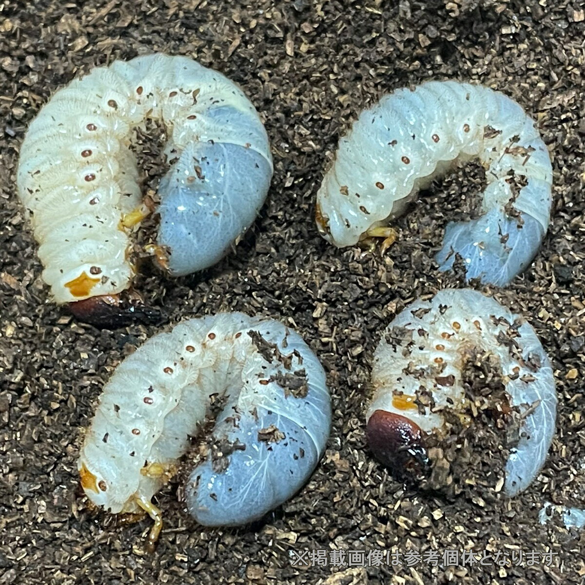 国産カブトムシ 3令幼虫 オス・メス 2ペア （生体 計4頭） でお届けいたします。これから羽化までの成長を楽しめる人気のステージです。