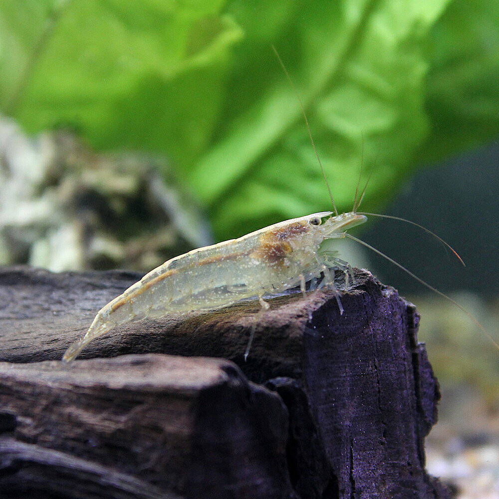 （エビ）トゲナシヌマエビ（50匹）　北海道・九州航空便要保温
