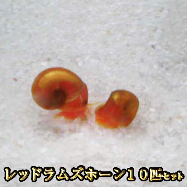 レッドラムズホーン 10匹セット / コケ掃除