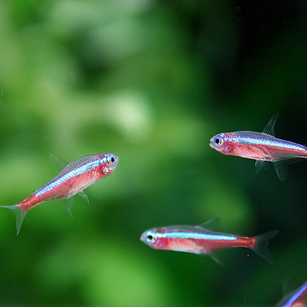 (ネオスセール)(熱帯魚 生体)カージナルテトラ【ブリード】(Mサイズ 約1.5-2cm)(20匹)