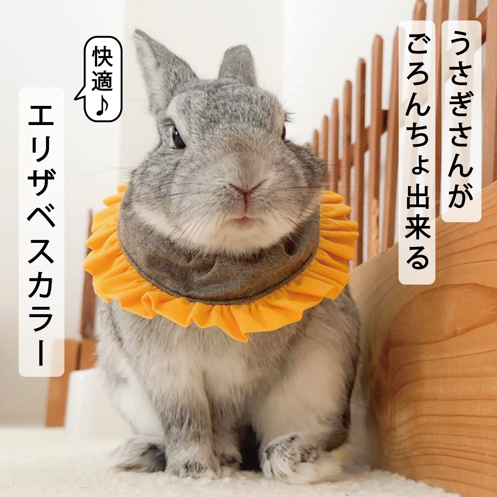 【6日9:59まで最大2000円オフ】うさぎさんがごろんちょ出来る快適エリザベスカラー ひまわりのエリマキさん リニューアル版 選べる2サイズ M L うさぎ ミニペット ネザーランドドワーフ ホーランドロップ 軽量 布製 ソフトエリザベスカラー