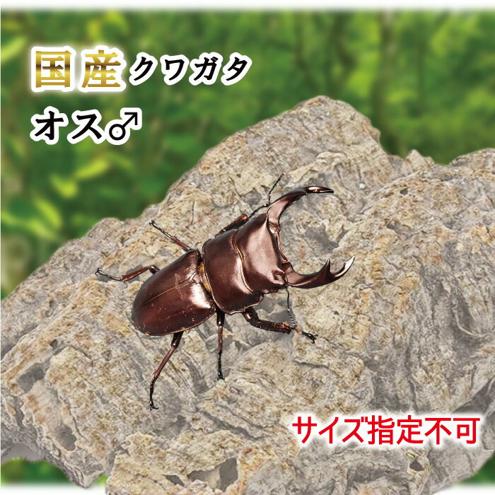国産 オオクワガタ 生体 オス 成虫 オス 販売 昆虫 虫 生き物 ペット プレゼント ♂ 成虫 大型 クワガタ くわがた 飼育 観賞