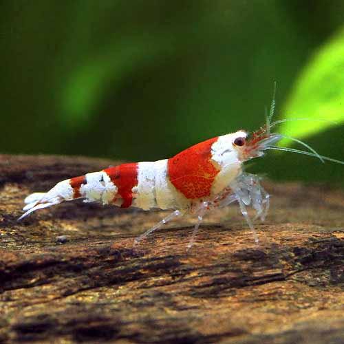 （エビ）無選別　レッドビーシュリンプ（30匹）　北海道・九州航空便要保温