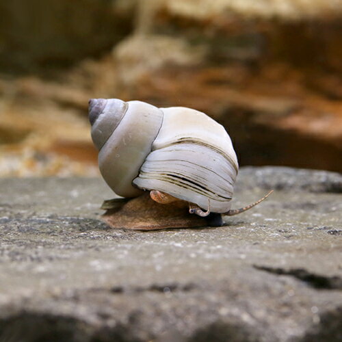 （エビ・貝）ホワイトウィザード・スネール（3匹）　北海道・九州航空便要保温