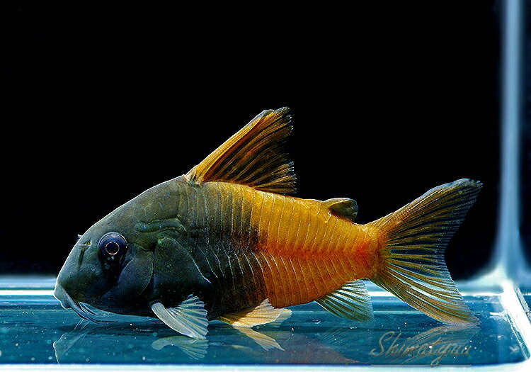 【コリドラス・ショートノーズ系】CW217 コリドラス ビーコンコロール Rio Tomo 1匹新種WILD 神戸店在庫