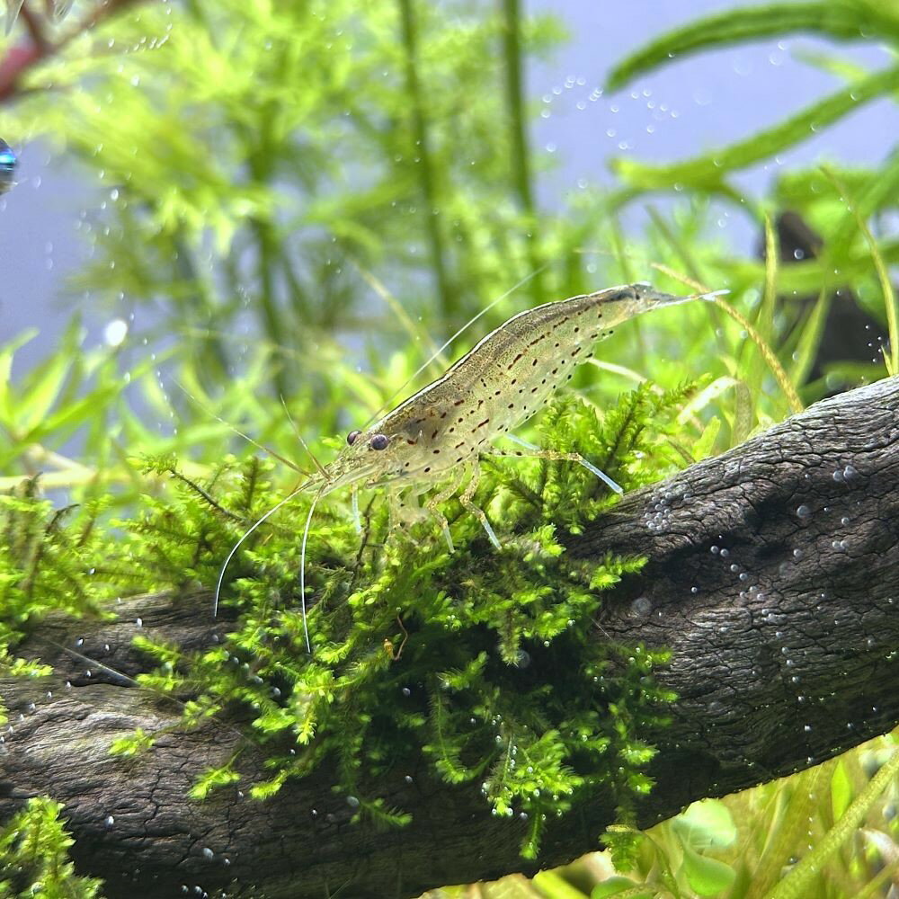 【4／5限定】当選確率2分の1！1等最大100％　（エビ）ヤマトヌマエビ　国産（5匹）