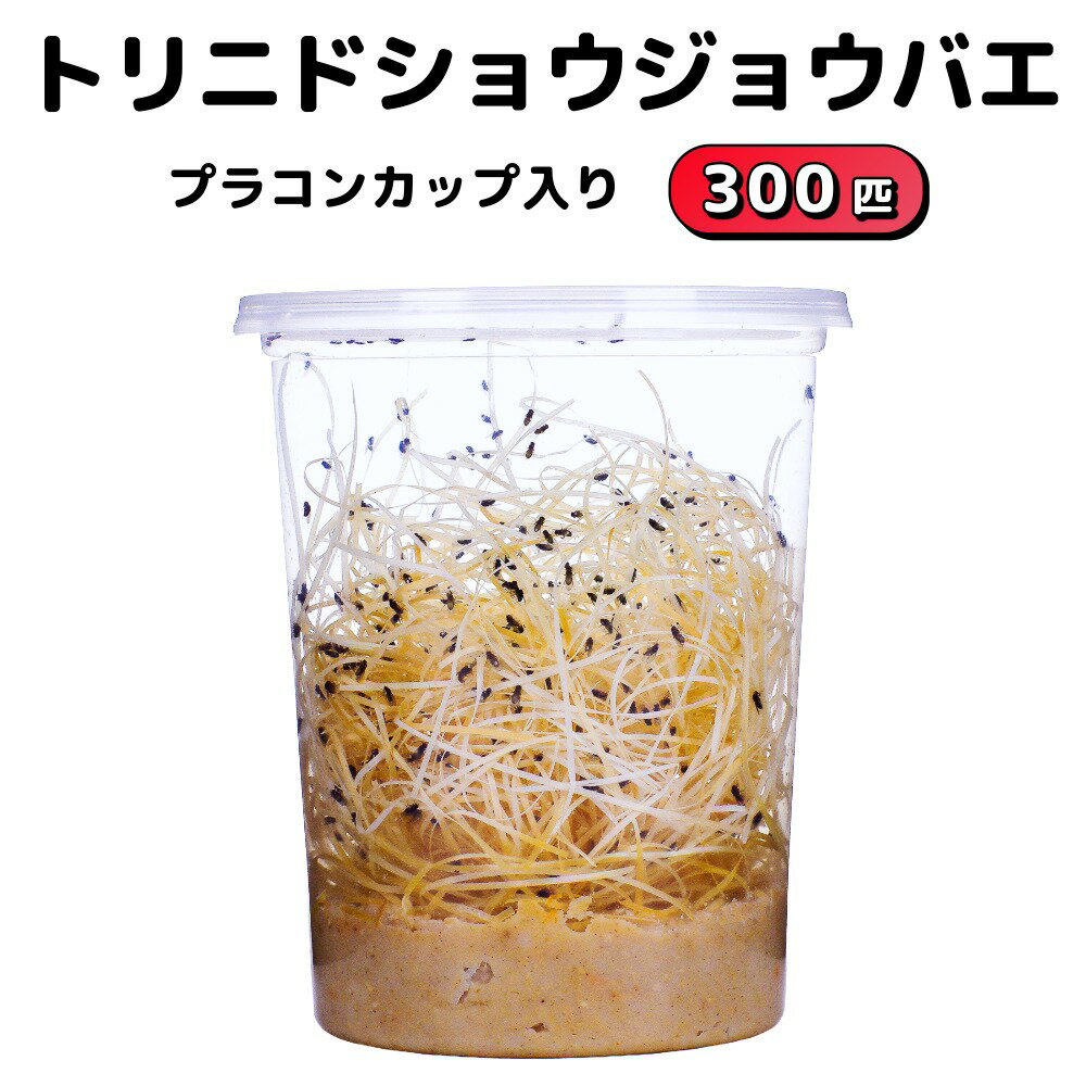 トリニドショウジョウバエ 300匹 プラカップ入り フライトレス 培地 繁殖 ショウジョウバエ 生き餌 活きエサ ハエ