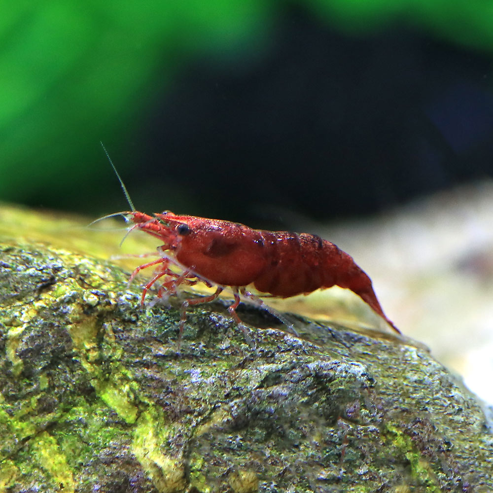 【4／5限定】当選確率2分の1！1等最大100％　（エビ）ハイグレード　チェリーレッドシュリンプ（18匹）　北海道・九州航空便要保温