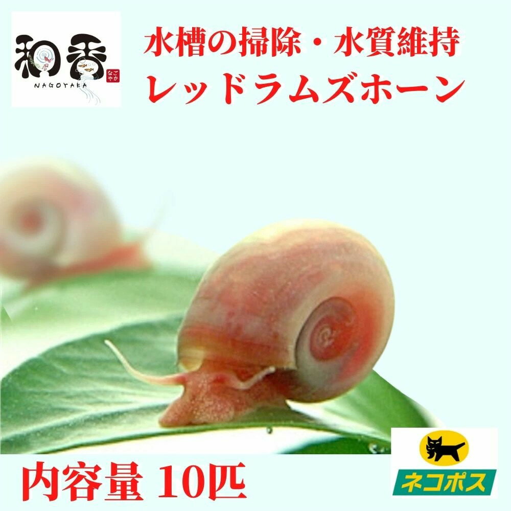 和香 レッドラムズホーン 10匹 めだか 金魚 などの観賞魚に最適な環境作りに 水槽内の掃除 水質改善 水質維持 水質調整 水質浄化 飼育水 小魚 エビ メダカ なごやか 和やか