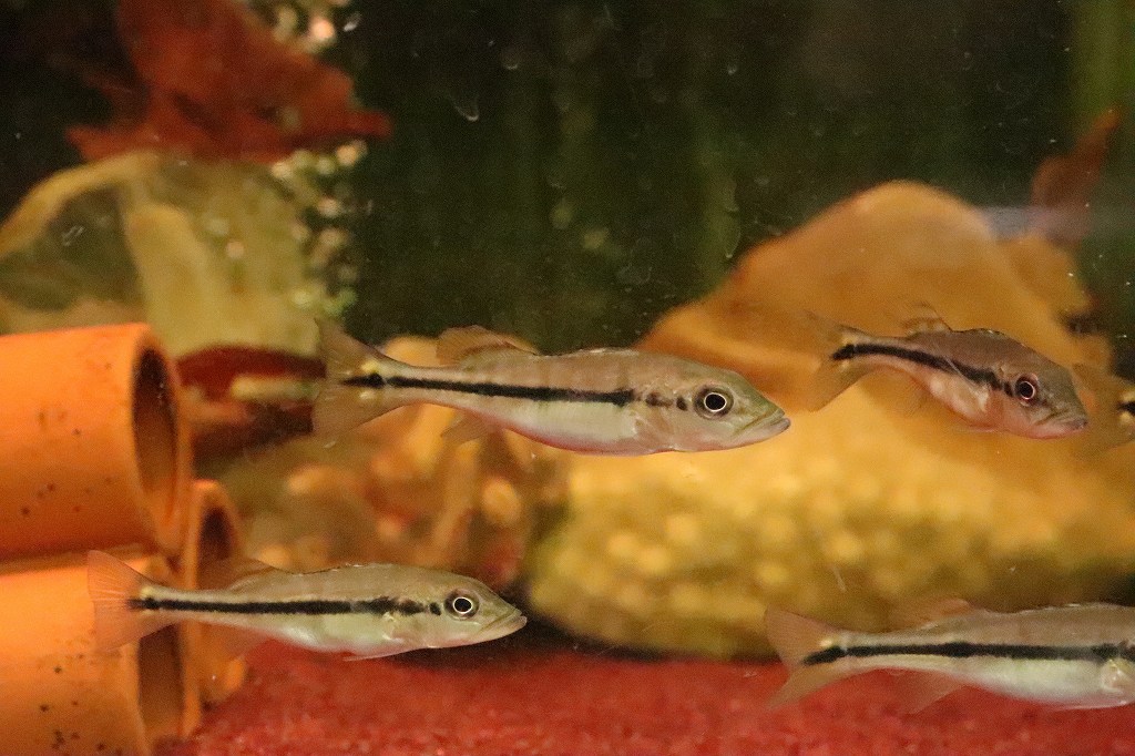 【淡水魚】【通販】キクラ ピニマ【1匹 サンプル画像】(±5-6cm)(大型魚)(生体)(淡水)NKO