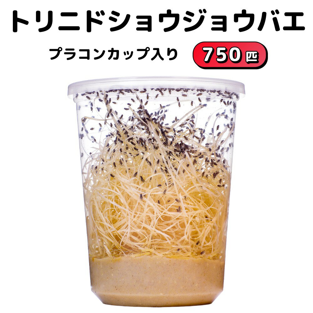 トリニドショウジョウバエ 750匹 プラコンカップ入り