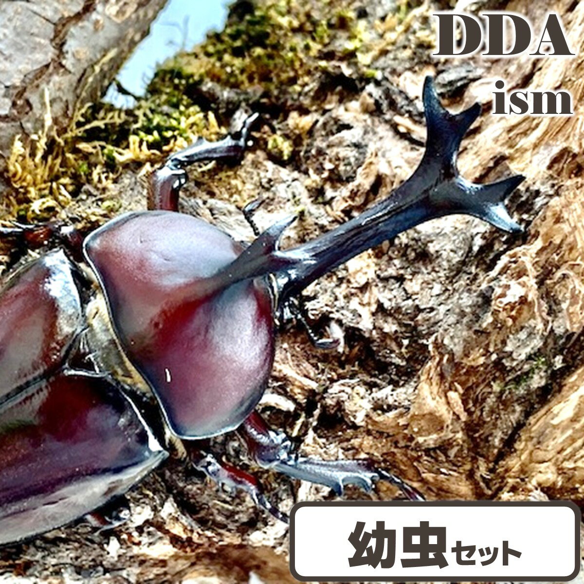 【DDA】天然 国産カブトムシ 3令 幼虫 10/50/100匹 セット dda 生体