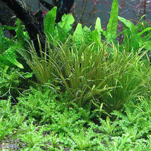 【4/5限定】当選確率2分の1!1等最大100% (水草)ブリクサ ショートリーフ(無農薬)(2株分)