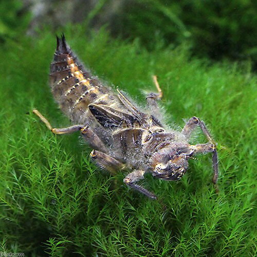 （昆虫）オニヤンマ　幼虫（ヤゴ）WD（亜終令〜終令）（3匹）　北海道・九州航空便要保温