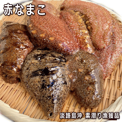 淡路産活赤なまこ（アカナマコ）素もぐり漁獲（海鼠活）【販売期間：12月中旬から4月中旬まで】