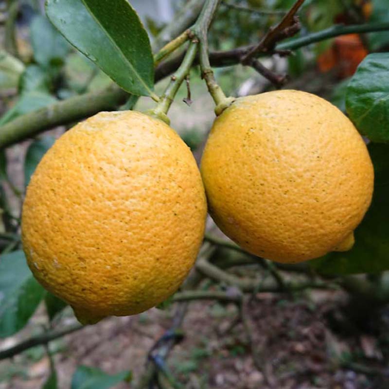 レモン ジュース・加工用 10kg サイズ不揃い 愛媛 中島産 ユーレカレモン 国産 訳あり ノーワックス 防腐剤・防カビ剤不使用