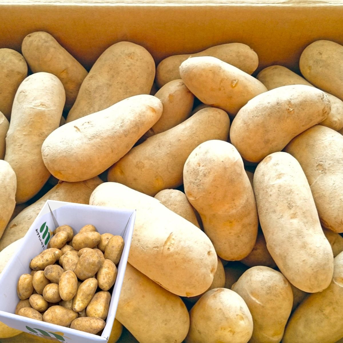 【5％OFFクーポン】選べるメークイン or 男爵 じゃがいも 3kg 5kg 10kg 北海道産 訳あり 新鮮 じゃが芋 サイズお任せ(M~2L) 国産