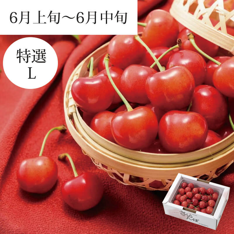 さくらんぼ 佐藤錦 特選 バラ詰め L 500g 6月上旬～6月中旬お届け ( 山形県産 さくらんぼ を産地直送 お中元 ギフト 初夏の贈答用 高級フルーツ 特選佐藤錦 清川屋のサクランボ )