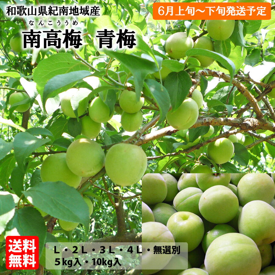【送料無料】【予約販売】紀州産　南高梅　青梅L・2L・3L・4L・無選別※多少傷有り（約5kg入・約10kg入）　6月上旬～下旬発送予定・お届け日指定不可あおうめ 紀州産 和歌山県産 お買い得 箱買い