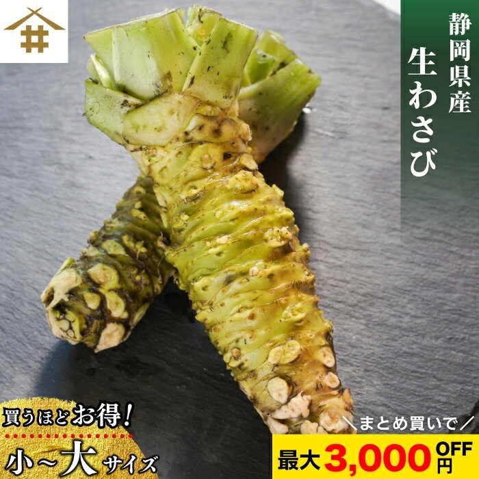 まとめ買いがお得!なんと最大3,000円OFF!送料無料(本州のみ) 静岡県産 根わさび 大・中・小 【約5人前~】「生わさび大・中・小」 ワサビ 山葵 静岡県 静岡土産 名産 特産品 ご当地 お取り寄せ グルメ お店