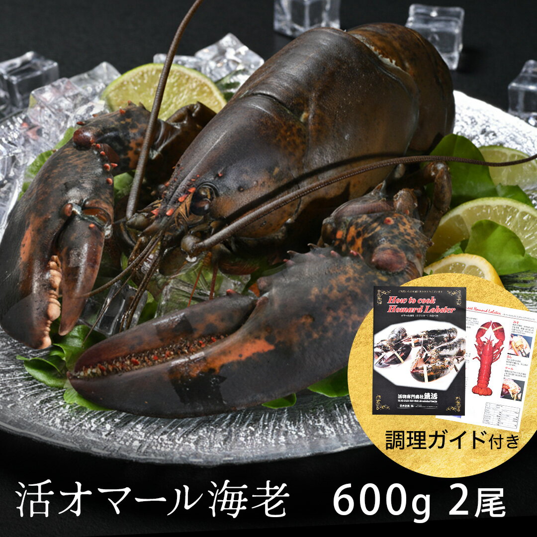 活オマール海老(特大600g)2尾入【送料無料】 えび ロブスター ご褒美 贅沢 グルメ 記念日 お取り寄せ ディナー パーティ 料理 メイン 豪華 食材 敬老の日 お中元 お歳暮 お祝い 内祝い 誕生日 ギフト プレゼント