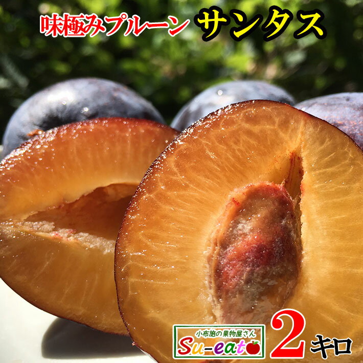 8月上旬〜中旬　生プルーン サンタス 減農薬　長野県産　2キロ