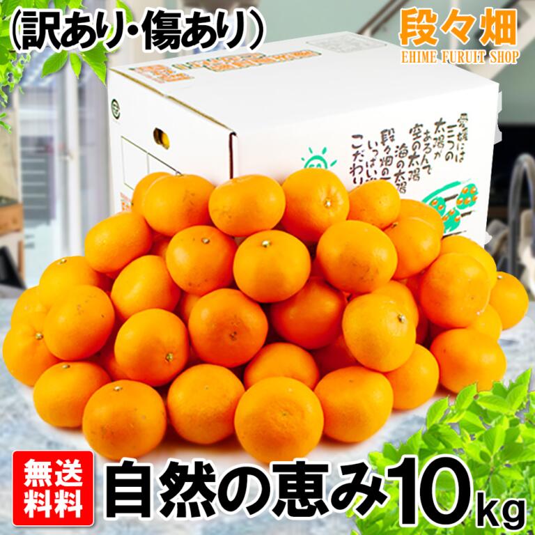 【送料無料】愛媛県産 せとか 自然の恵み 10kg (訳あり/傷あり/不揃い)/みかん/蜜柑/オレンジ/柑橘/果物/フルーツ/お取り寄せ/グルメ/産地応援