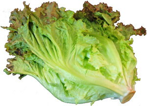 サニーレタス　1把　九州産（福岡、大分など）