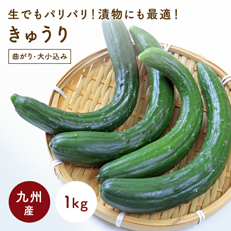 九州産　きゅうり（キューり）　1kg　（曲がり、大小込み）　＜九州・長崎・福岡産＞