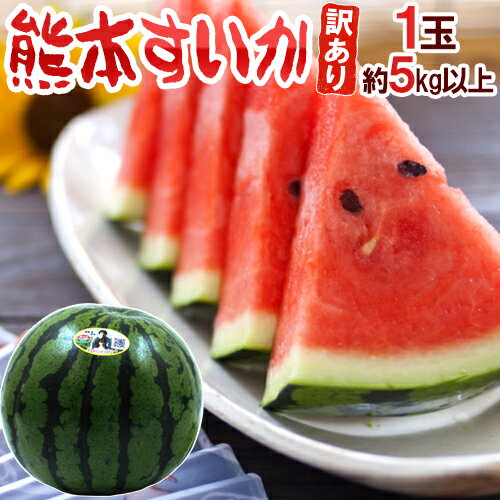 熊本県 ”熊本すいか” 訳あり 約5kg以上 1玉【予約 4月以降】 送料無料