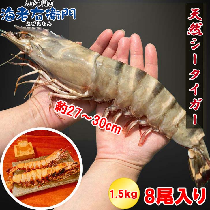 【当店直輸入!】超超特大!天然有頭シータイガー えび 1.5kg 8尾サイズ 約187g/尾 エビ 特大 シータイガー 冷凍えび 冷凍エビ 有頭エビ 殻付き 冷凍 巨大 鉄板焼き 具材 海鮮 バーベキュー 取り寄せ 頭 大きい 高級 美味しい 超超特大エビフライ エビ天 送料無料 業務用