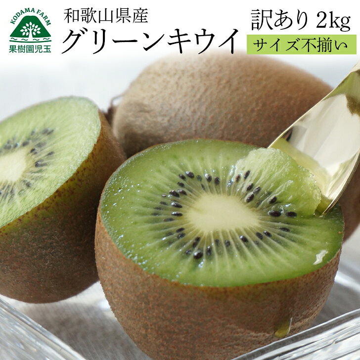キウイフルーツ キウイ 訳あり 国産 和歌山 2kg 2L〜Sサイズ混合 20〜25個程度 送料無料 キュウイ グリーンキウイ 家庭用 ヘイワード 自家用 化学肥料不使用 箱買い 食品 フルーツ 果物 くだもの 和歌山県産 39ショップ 産地直送 便秘解消