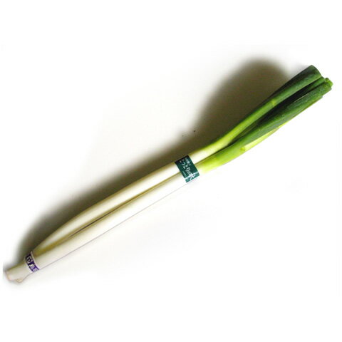 日常の一般野菜 白ねぎ ネギ 1束 1/2カット済