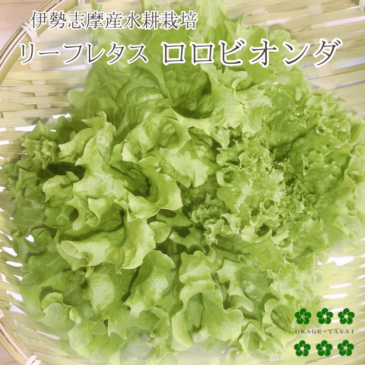 リーフレタス ロロビオンダ緑 50g 水耕栽培 伊勢志摩産 農家直送 産地直送 サラダ レタス 野菜 おかげ野菜 やさい 有機種子使用 栽培期間中化学農薬不使用