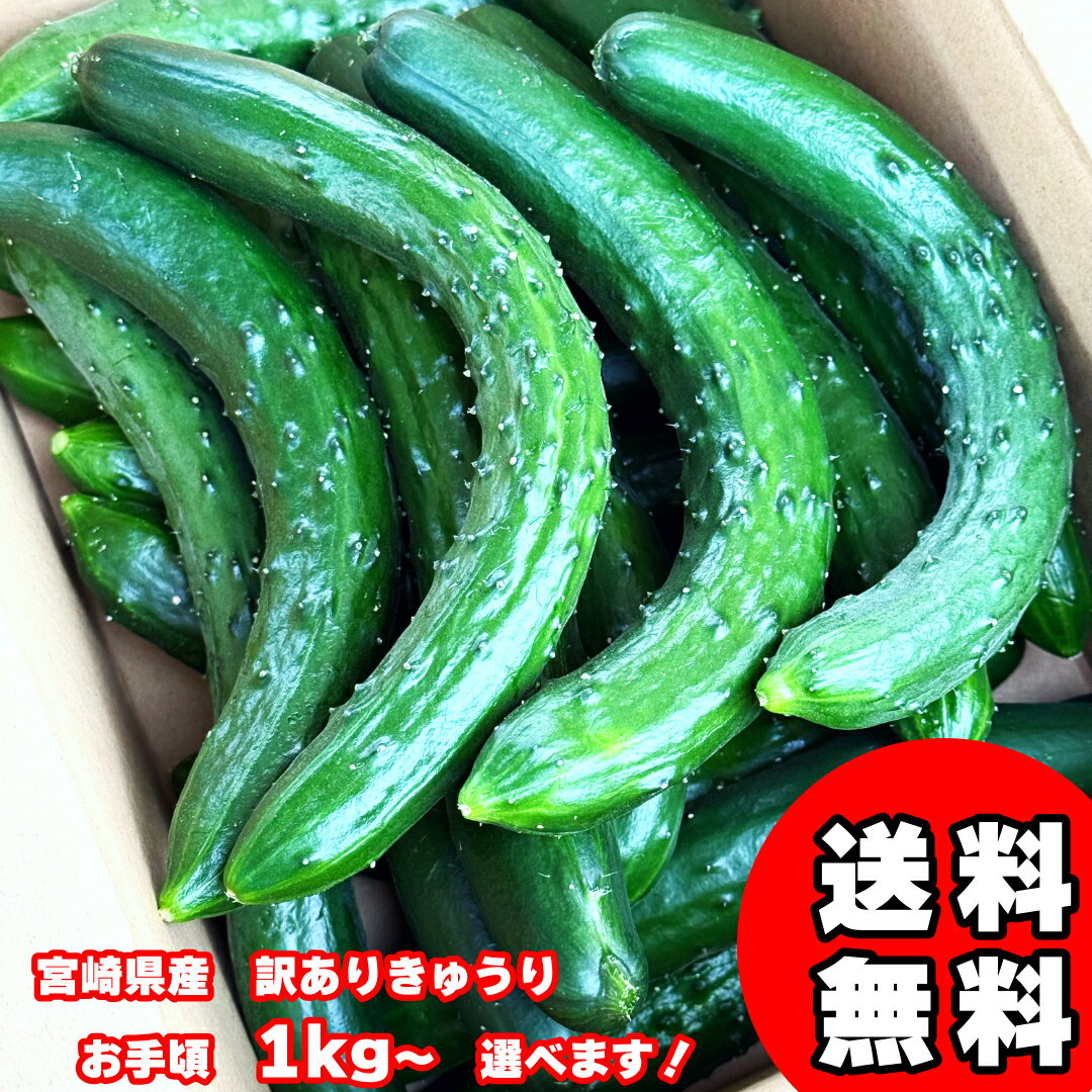 訳あり きゅうり ( 900g 2kg 3kg ) 送料無料 キュウリ 箱 規格外 訳あり 漬物 浅漬け ぬか漬け きゅうり 古漬け 味噌漬け 酢の物 サラダ ベビー ベビーフード わけあり 訳アリ 宮崎県産 高品質 新鮮 ビタミンC 美肌効果 老化予防 低カロリー ダイエット