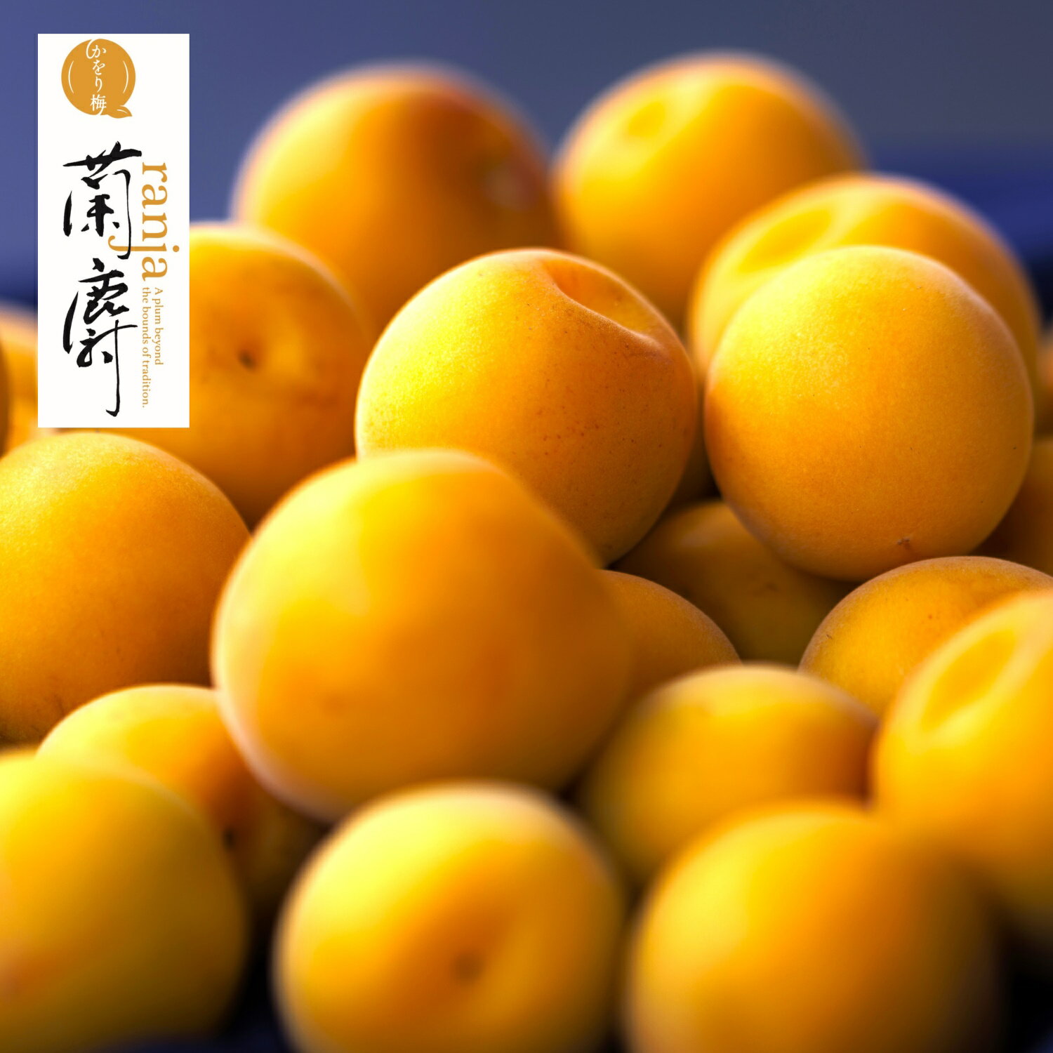 ≪予約承り中≫ 【かをり梅 蘭麝】 2kg（樹上完熟 自然落下梅） ［クール便送料込］ 福井県産 樹上完熟梅 本物の完熟梅は自然落下まで待ったもの 完熟梅 生梅/梅/完熟梅/梅干し用 生梅/梅酒用 生梅/梅/南高梅/黄金の梅 の子品種/完熟 生梅 かをり梅 らんじゃ【smtb-TD】