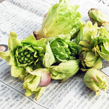 予約・天然山菜フキノトウ1.5kg(大小バラ詰め)※つぼみではありません。4月上旬頃~出荷