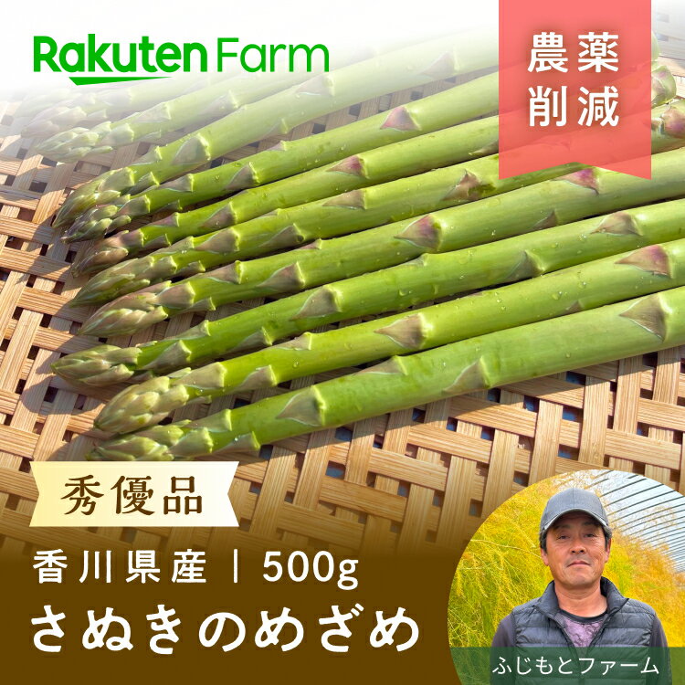 【発送中】香川県産アスパラガス”さぬきのめざめ”約500g(秀優品・春芽)｜3月上旬〜6月上旬頃お届け予定｜たっぷり食べたいMサイズ・食べ応えがあるLサイズから選べる｜ふじもとファーム　楽天ファームこだわり農家直送