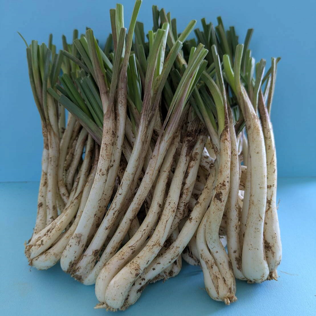 島らっきょう（約500g)送料込み　沖縄・石垣島より直送！